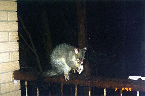 brush_tailed_possum